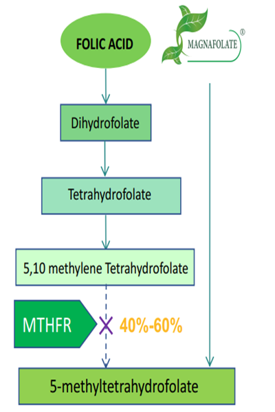 چرا استفاده از فولات فعال L-5-MTHF Ca به جای اسید فولیک ضروری است؟