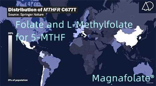 فولات و ال-متیل فولات برای 5-MTHF
