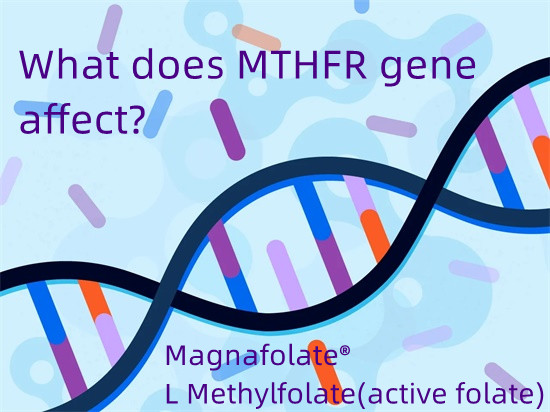 ژن MTHFR چه تاثیری دارد؟