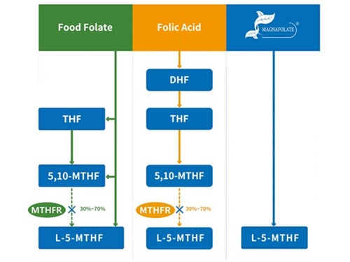 کلسیم L-5- متیل تتراهیدروفولات در مقابل اسید فولیک