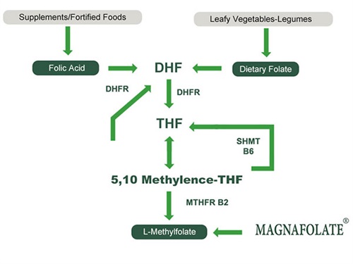 استفاده از L-5-Methyltetrahydrofolate کلسیم